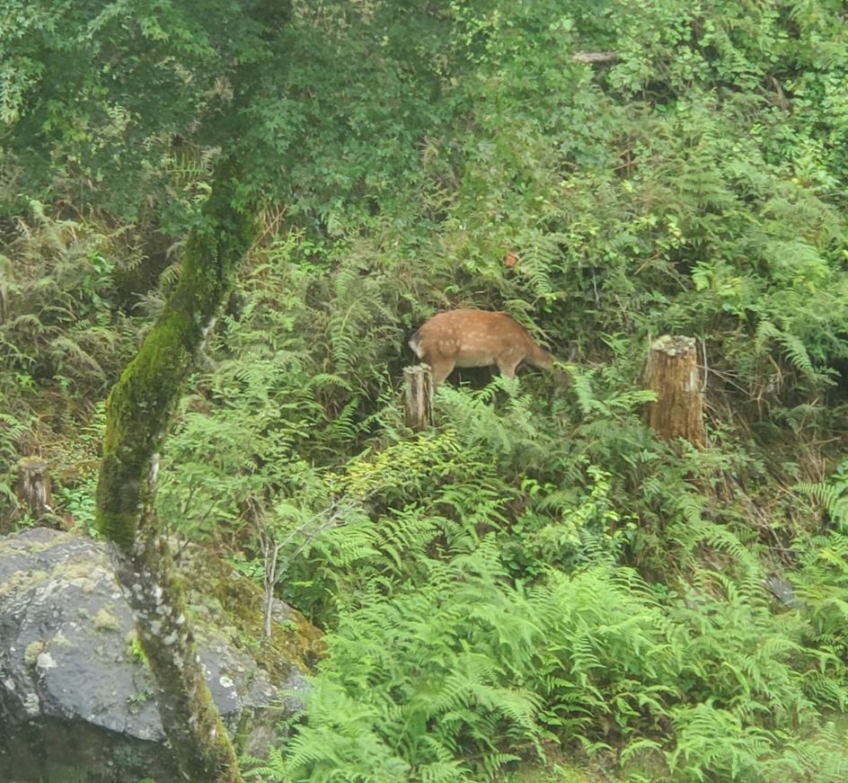 赤目四十八滝と野生の鹿