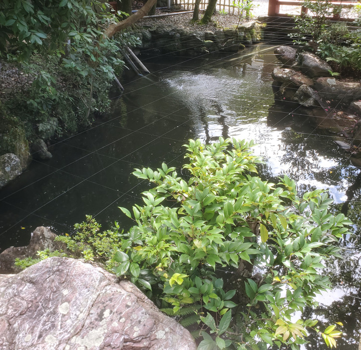 猿田彦神社の神池