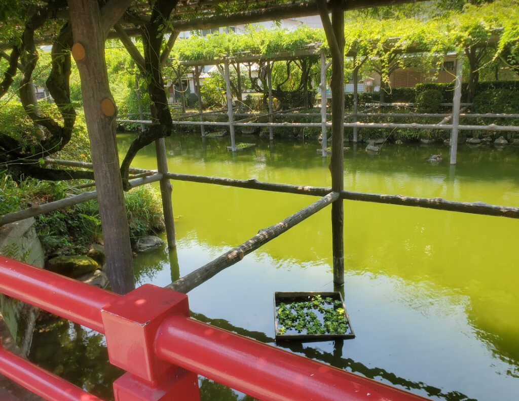 亀戸天神社の池