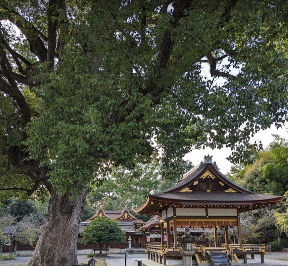 平野神社の社殿と御神木