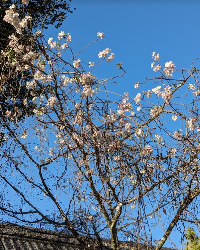 平野神社,桜