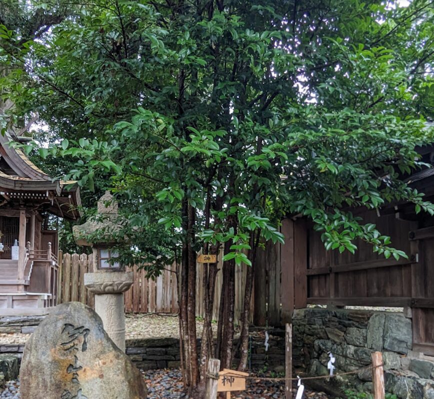 伊太祁曽神社,榊