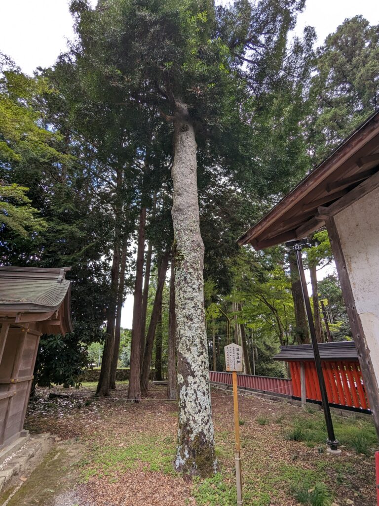 日吉大社,日吉雄梛