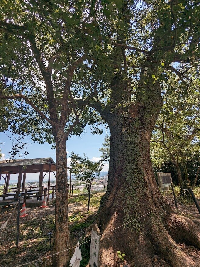 千栗八幡宮,ご神木