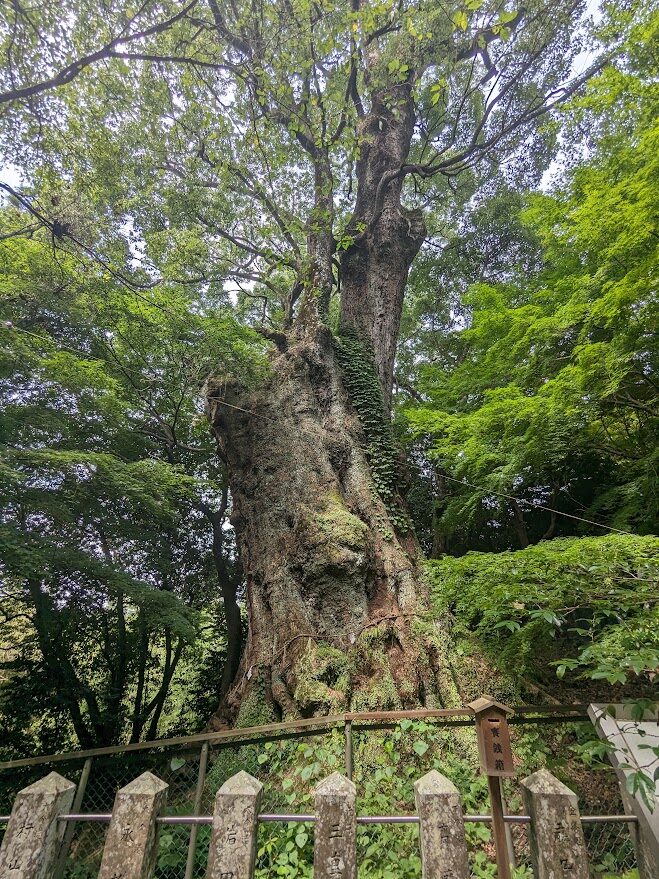 柞原八幡宮,大楠,ご神木