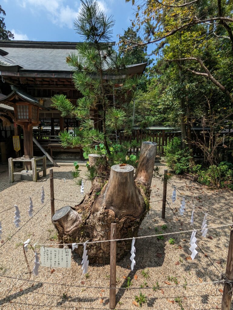 大和神社,ご神木