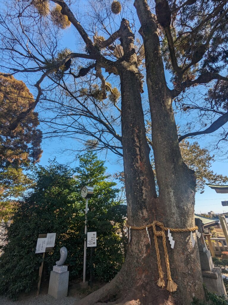 比々多神社,社殿,相生の欅,ご神木