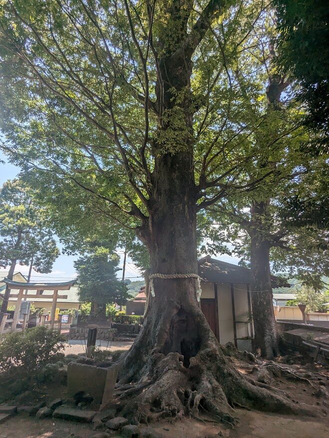 出雲大社,出雲大社相模分祠,境内,鳥居,御神木