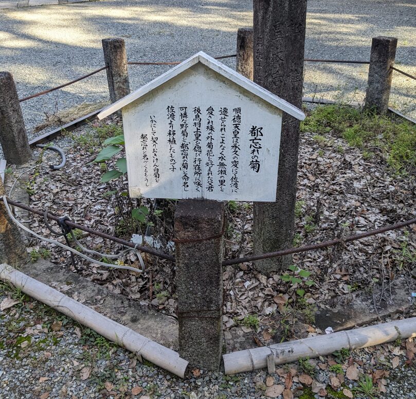 水無瀬神宮,都忘れの菊