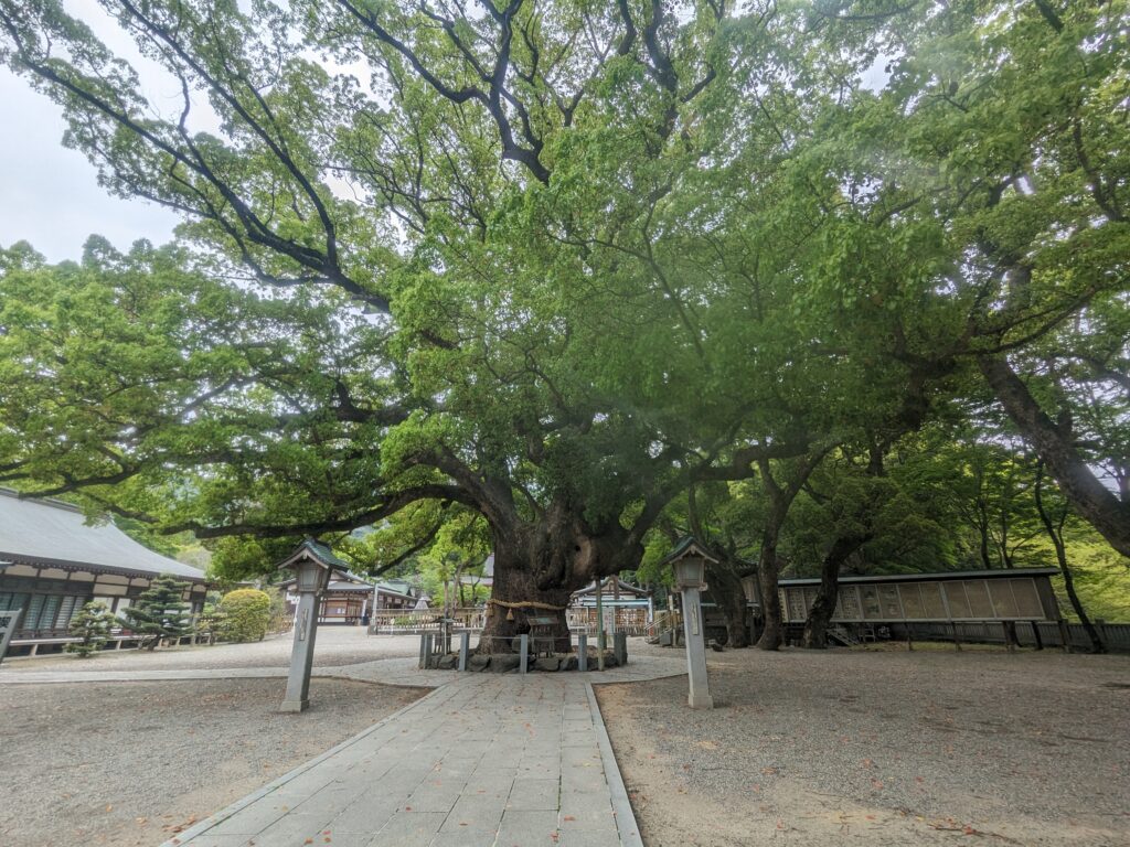 大麻比古神社,ご神木,大楠