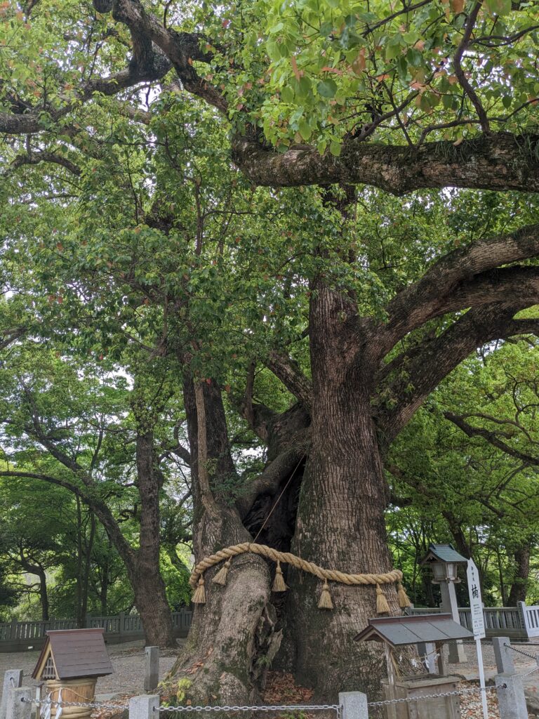 大麻比古神社,ご神木,大楠