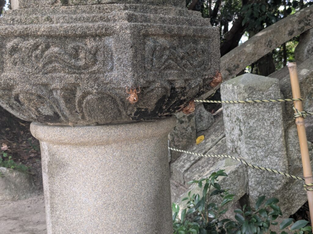 玉祖神社,社殿,セミの抜け殻