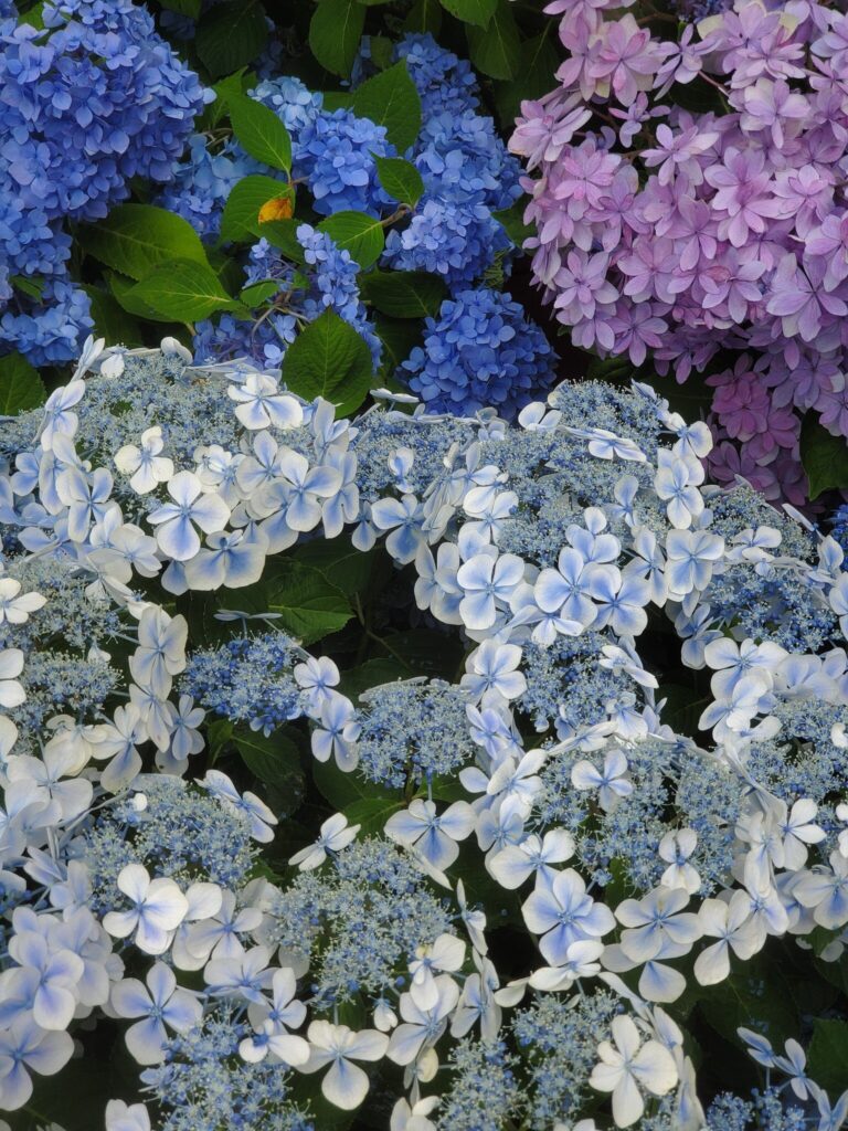 紫陽花の写真