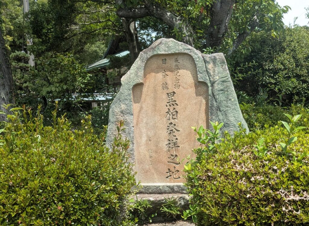 玉祖神社,黒柏鶏