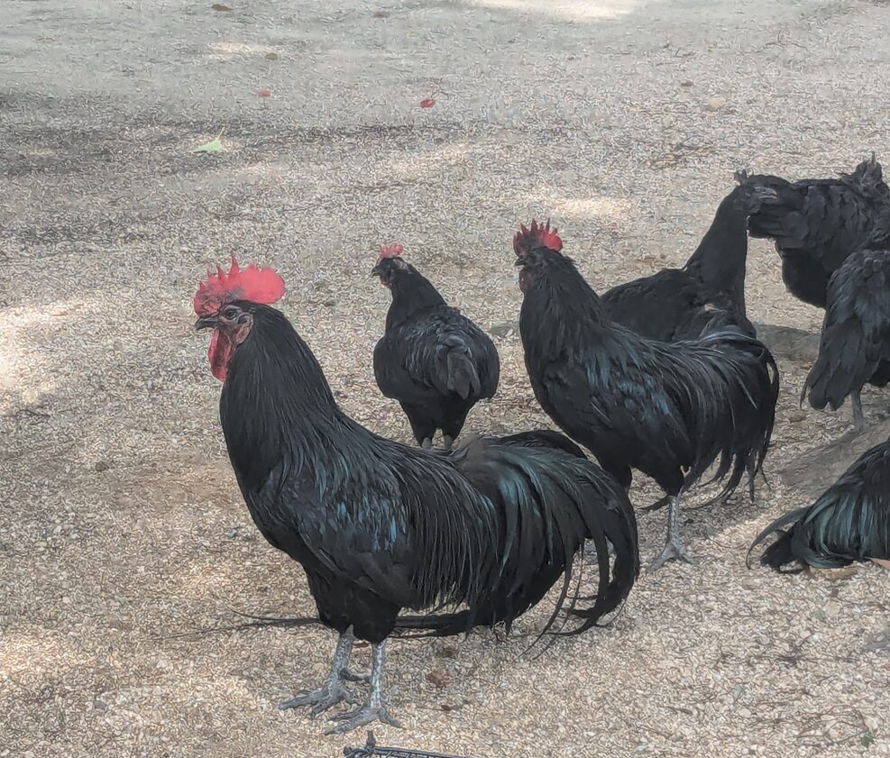 玉祖神社,黒柏鶏