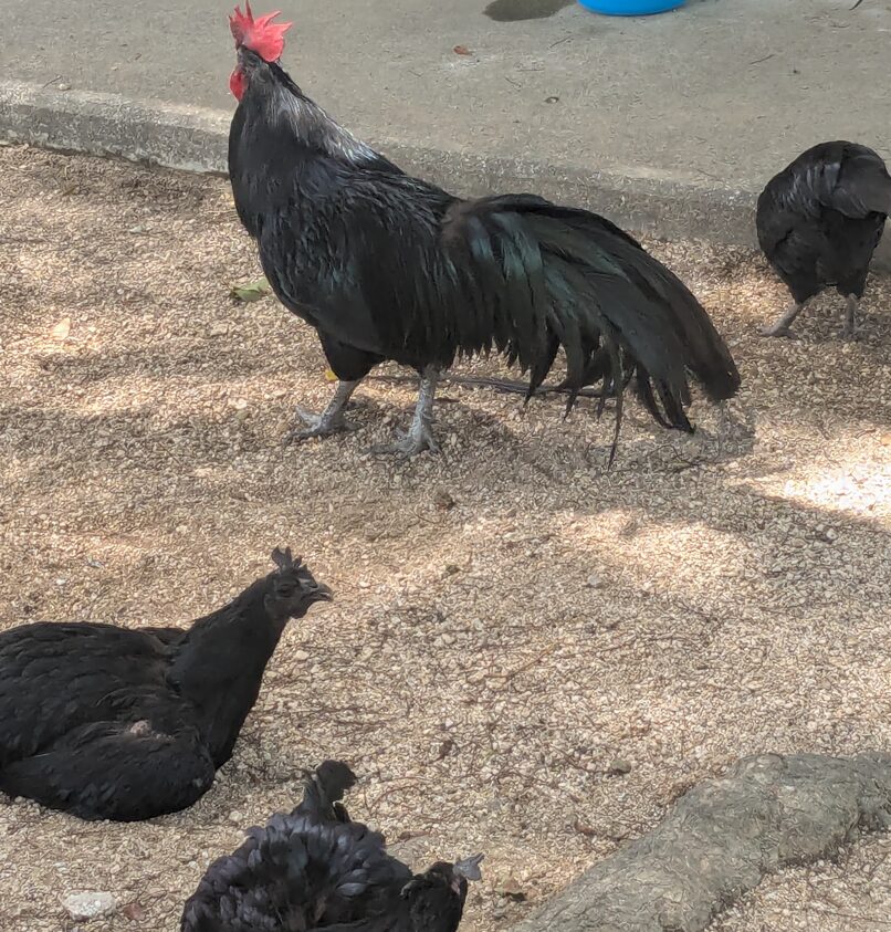 玉祖神社,黒柏鶏
