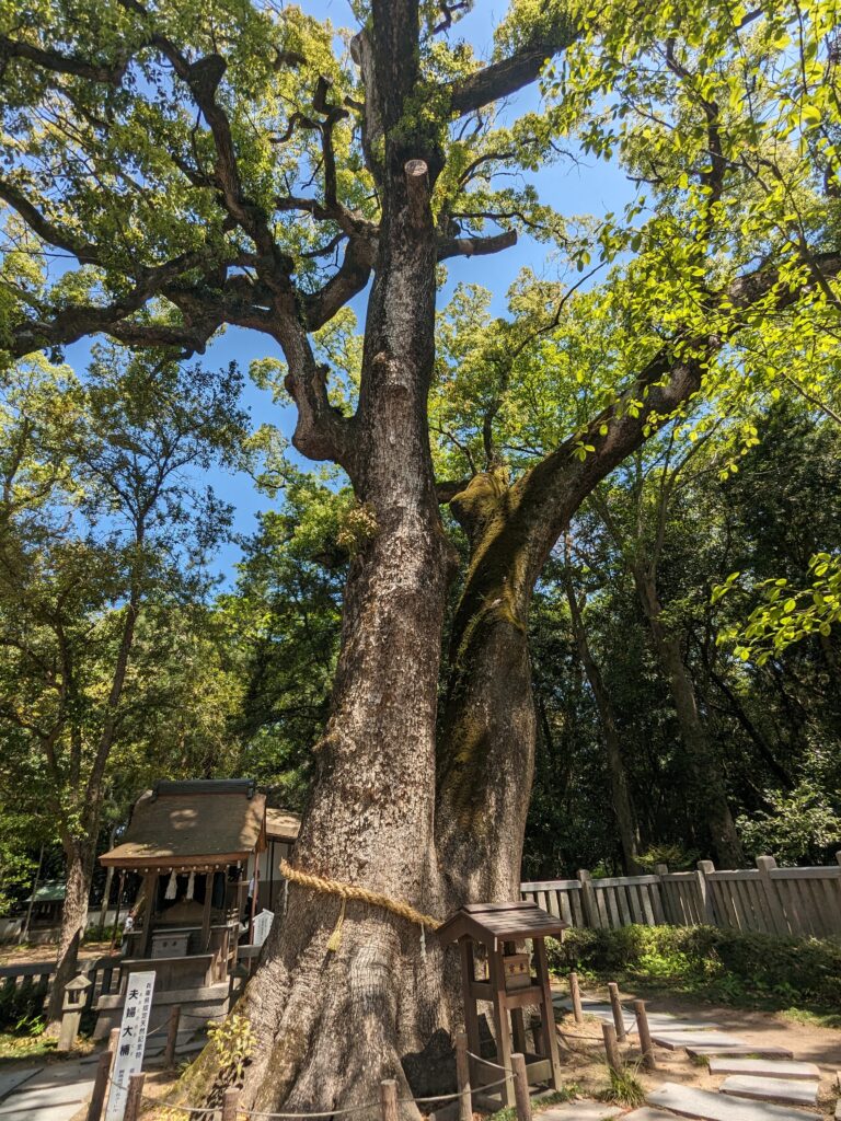 伊弉諾神宮,ご神木,夫婦の大楠