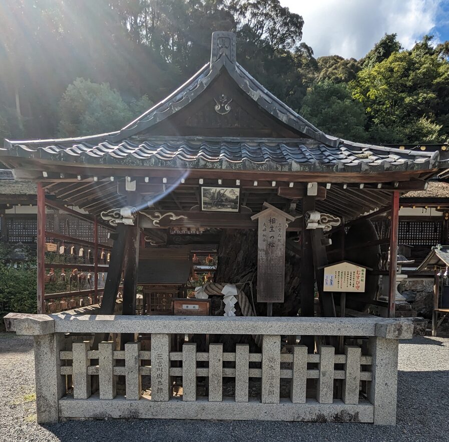 松尾大社,相生の松