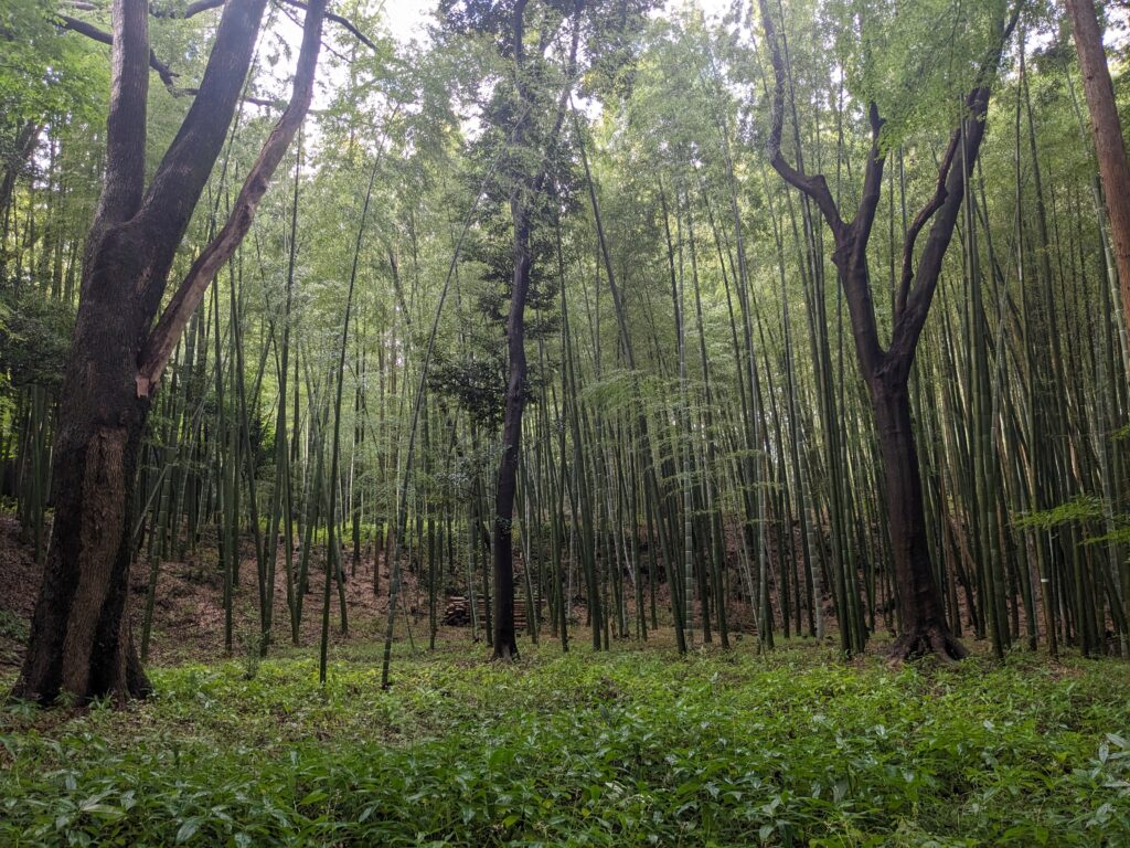石清水八幡宮,男山