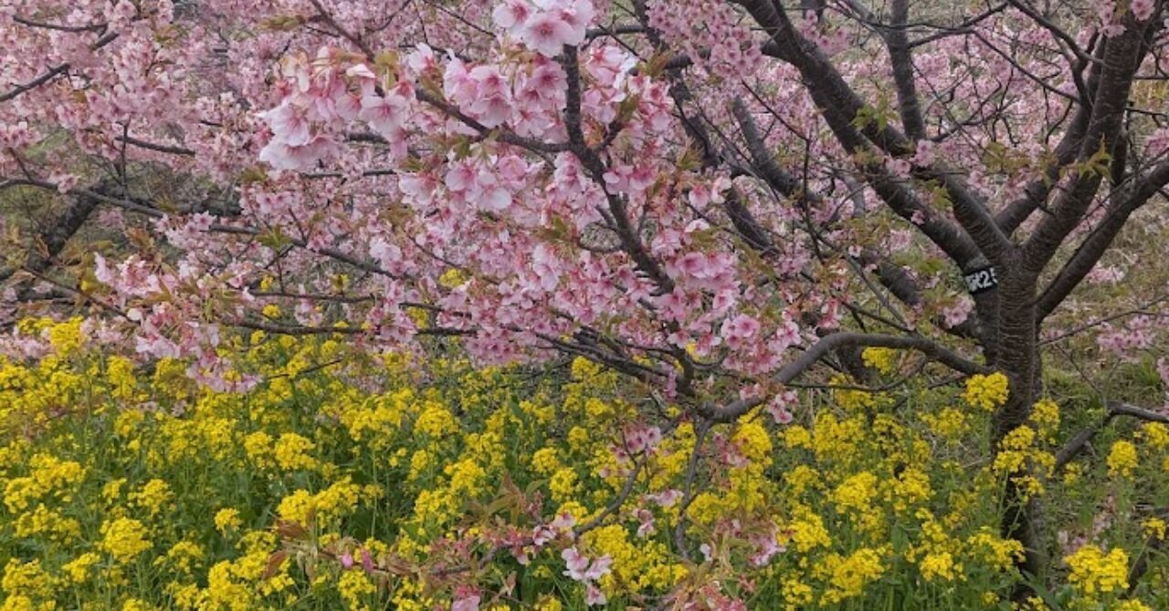 河津桜