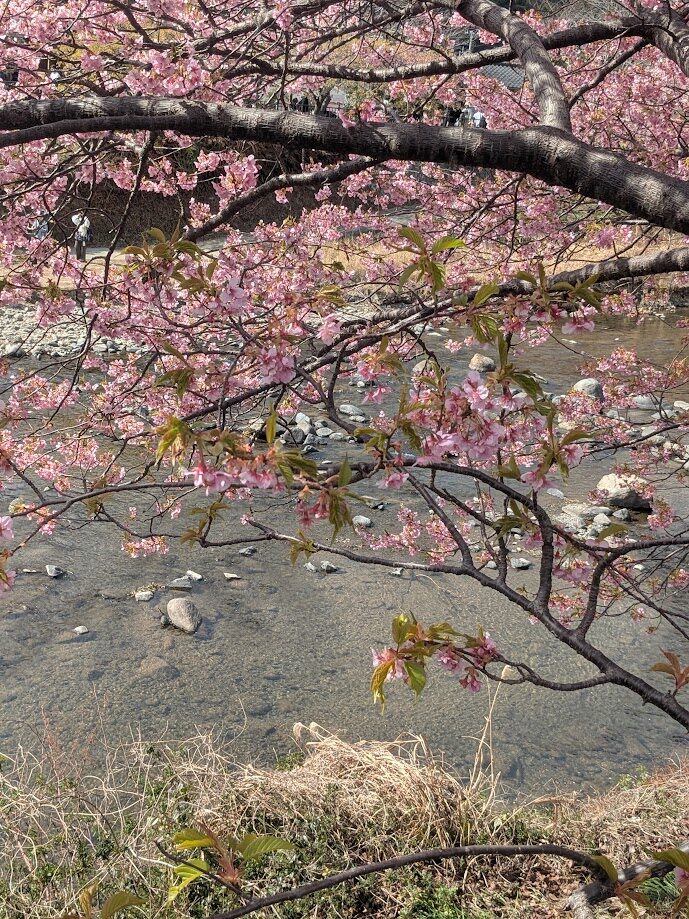 河津桜