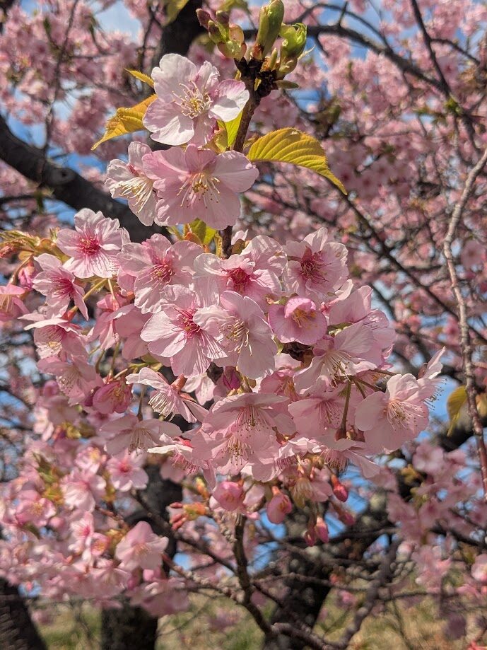 河津桜