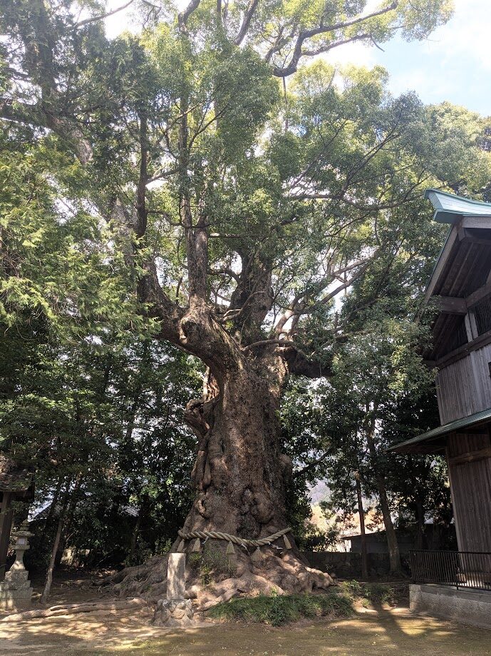 川津来宮神社,大楠