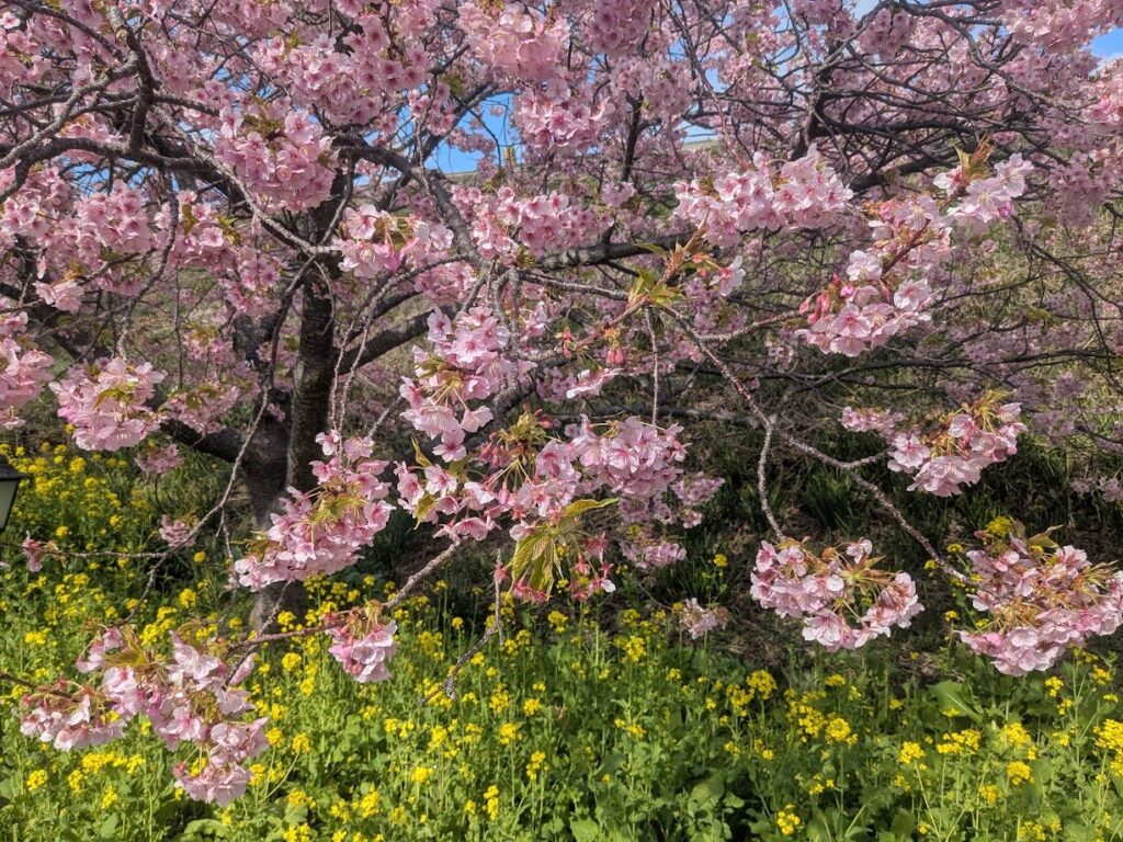 河津桜