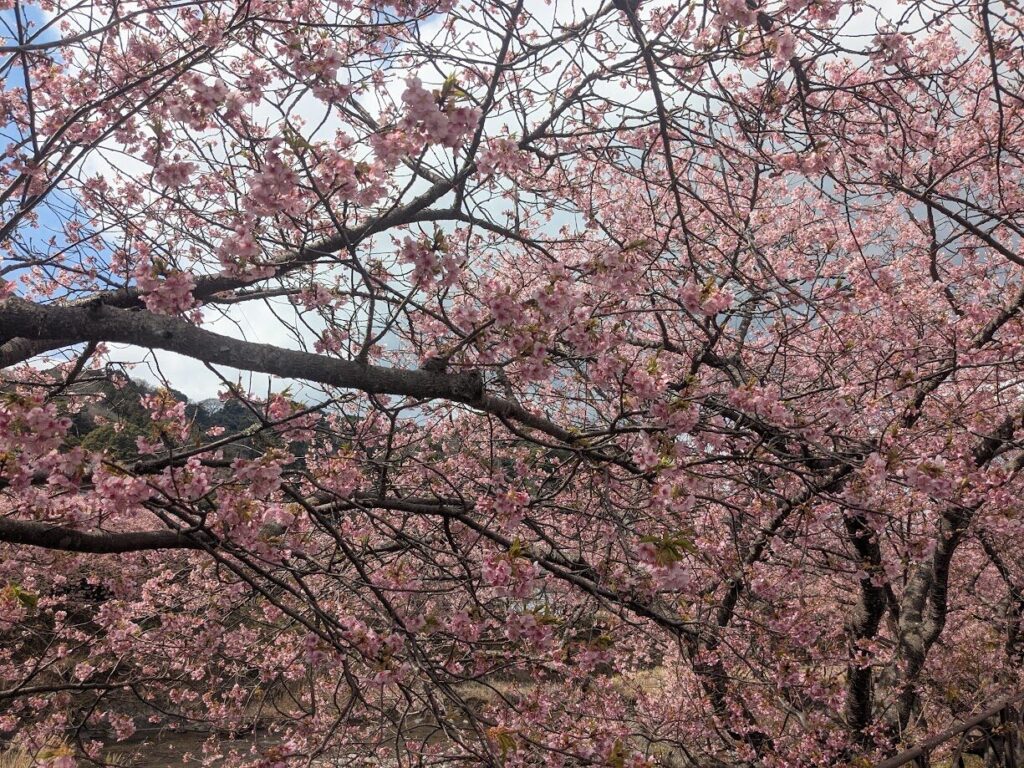 河津桜