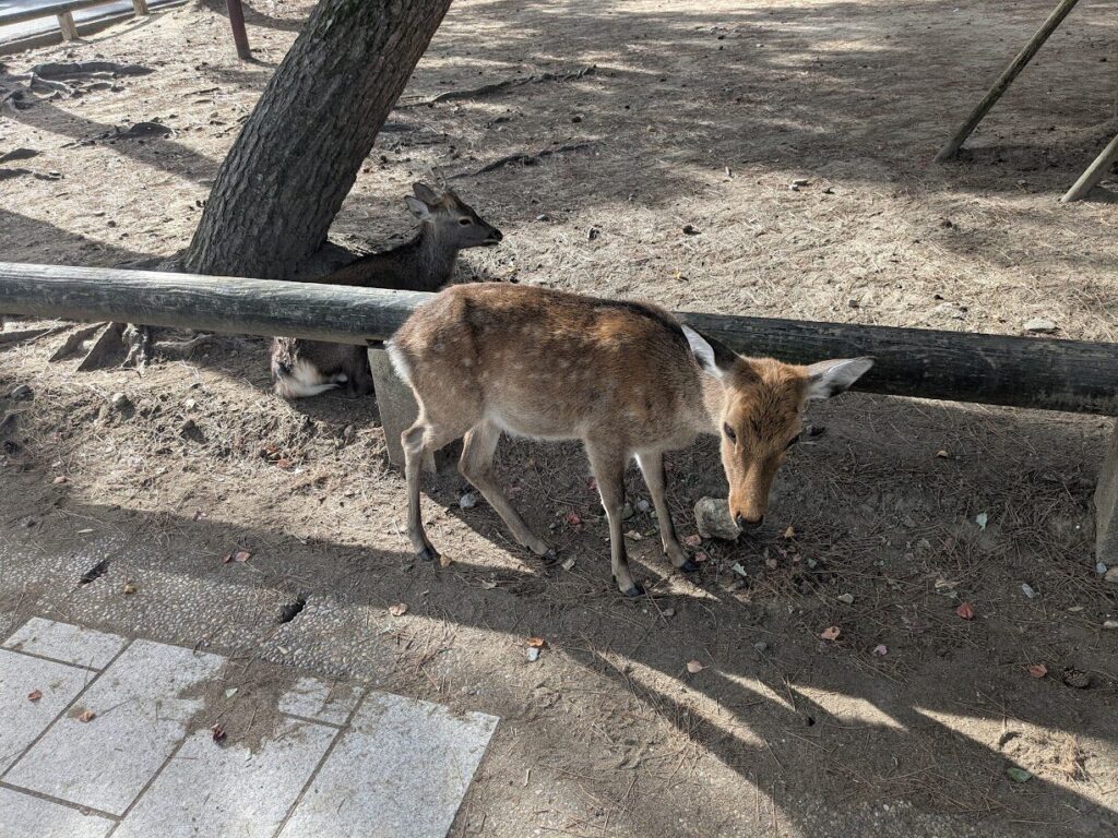 春日大社,奈良の鹿