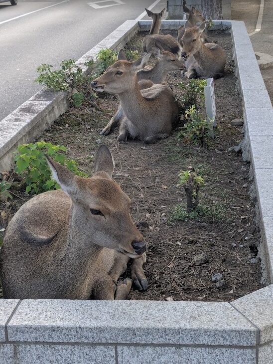 春日大社,奈良の鹿