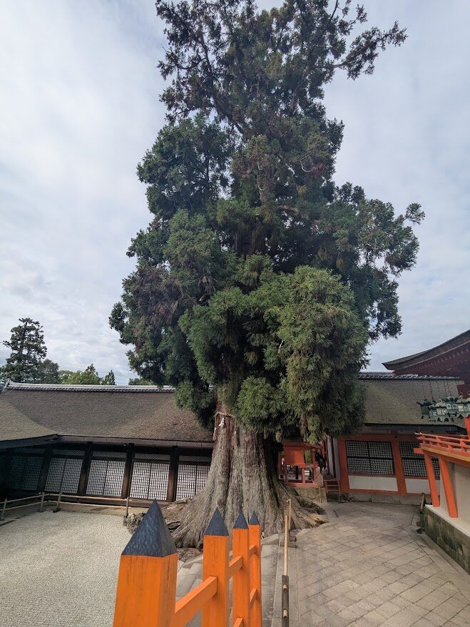春日大社,大杉