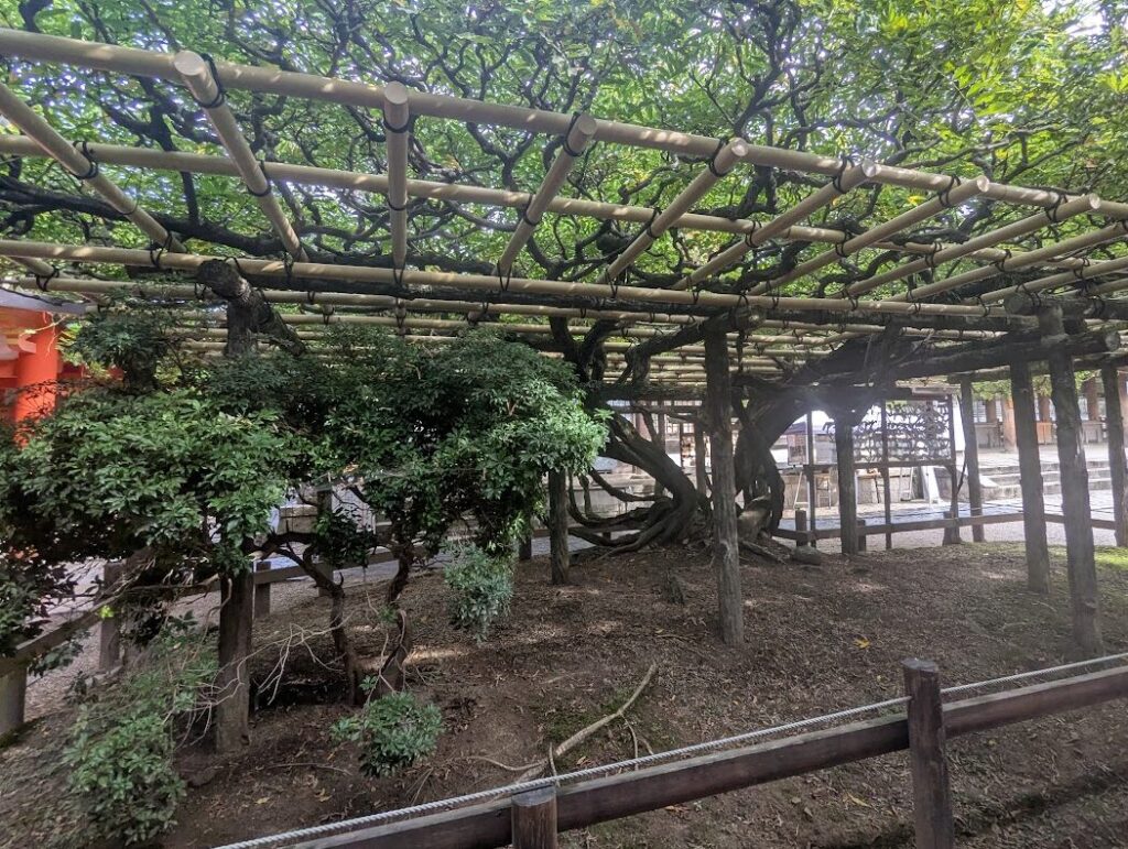 春日大社.砂ずりの藤