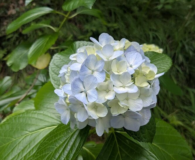 紫陽花