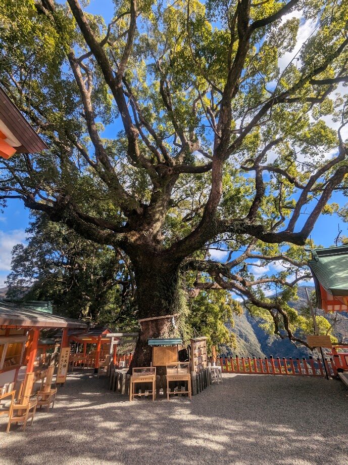 熊野那智大社,楠,神木,樟