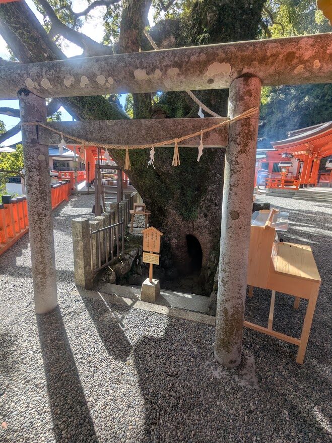 熊野那智大社,楠,神木,樟